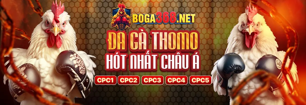 Đá Gà Thomo Trực Tiếp và Cá Cược Hấp Dẫn